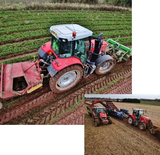 Tractors harvesting carrots