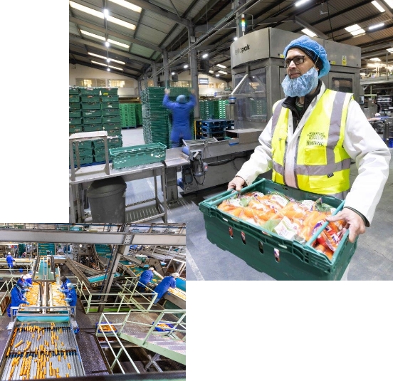 Processing carrots in the packhouse